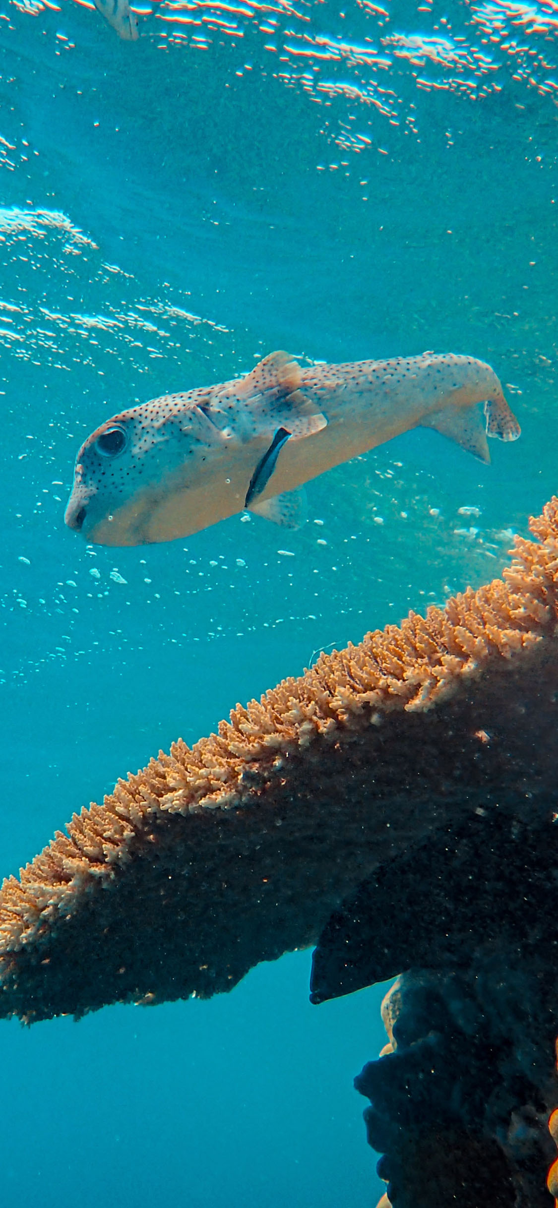 [2436×1125]海洋 生物 海鱼 珊瑚 苹果手机壁纸图片