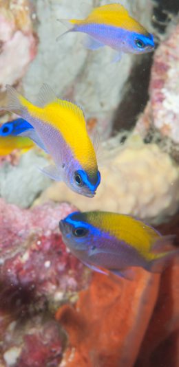 [2436x1125]海洋 生物 海鱼 鱼群 珊瑚 苹果手机壁纸图片