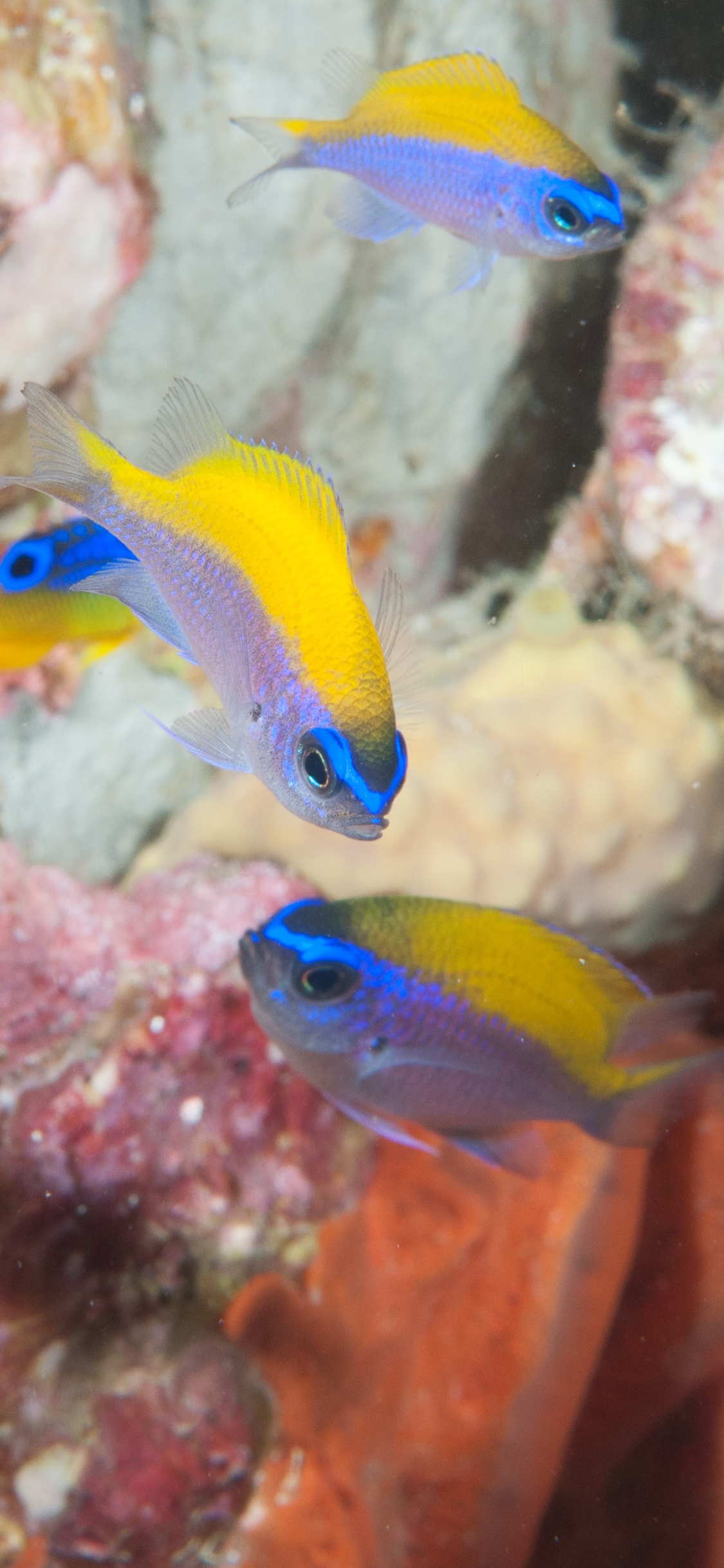 [2436×1125]海洋 生物 海鱼 鱼群 珊瑚 苹果手机壁纸图片