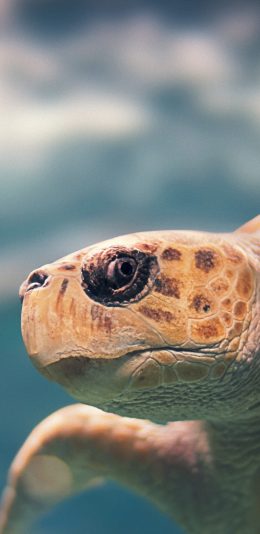 [2436x1125]海洋 生物 海龟 头部 苹果手机壁纸图片
