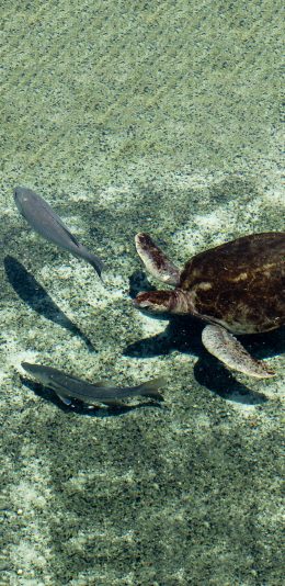 [2436x1125]海洋 生物 海龟 鱼 苹果手机壁纸图片