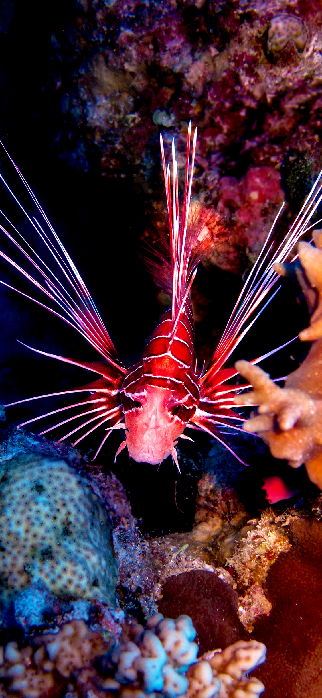 [2436×1125]海洋 生物 珊瑚 海鱼 苹果手机壁纸图片