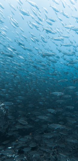 [2436x1125]海洋 生物 鱼群 壮观 苹果手机壁纸图片