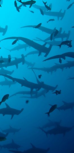 [2436x1125]海洋 蓝色 鱼群 鲸 游动 苹果手机壁纸图片