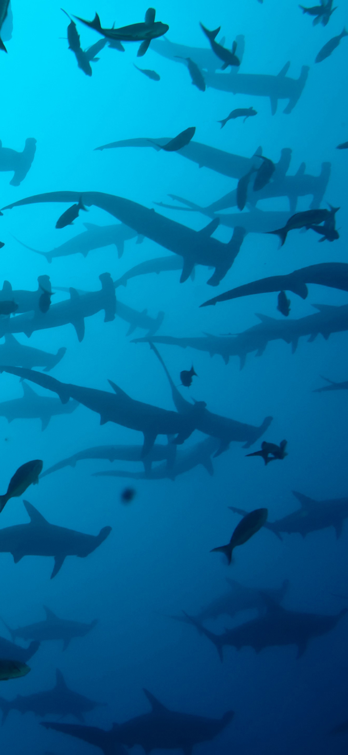 [2436×1125]海洋 蓝色 鱼群 鲸 游动 苹果手机壁纸图片