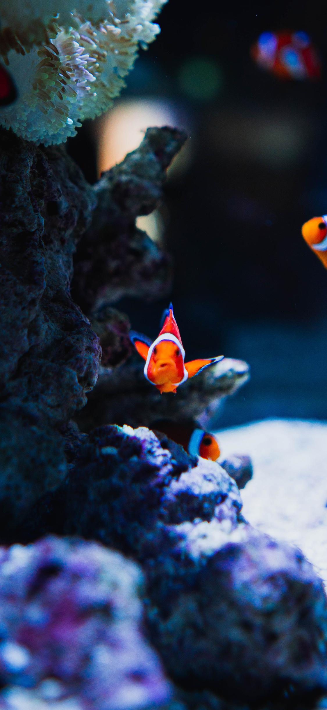 [2436×1125]海洋 观赏鱼 小丑鱼 小鱼 苹果手机壁纸图片