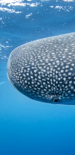 [2436x1125]海洋 鲸鲨 鲨鱼 体型 苹果手机壁纸图片