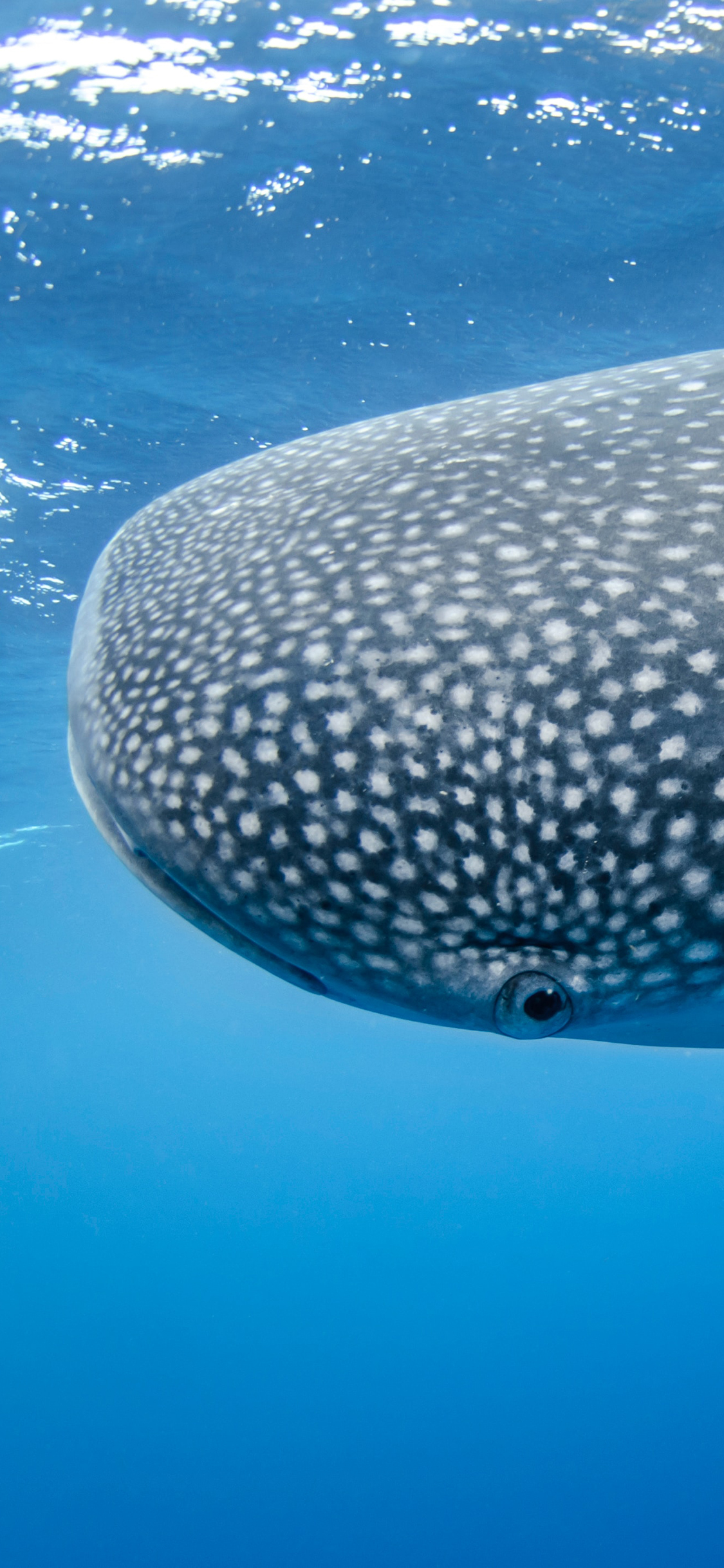 [2436×1125]海洋 鲸鲨 鲨鱼 体型 苹果手机壁纸图片