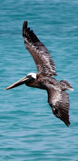 [2436x1125]海洋 鸟 飞行 捕鱼 苹果手机壁纸图片