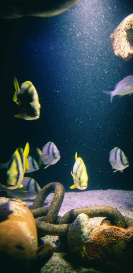 [2436x1125]海洋世界 海鱼 游动 观赏 苹果手机壁纸图片