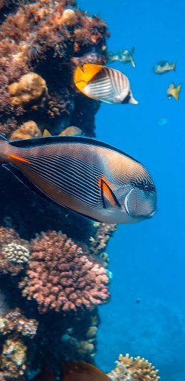 [2436x1125]海洋世界 珊瑚 海鱼 游动 苹果手机壁纸图片