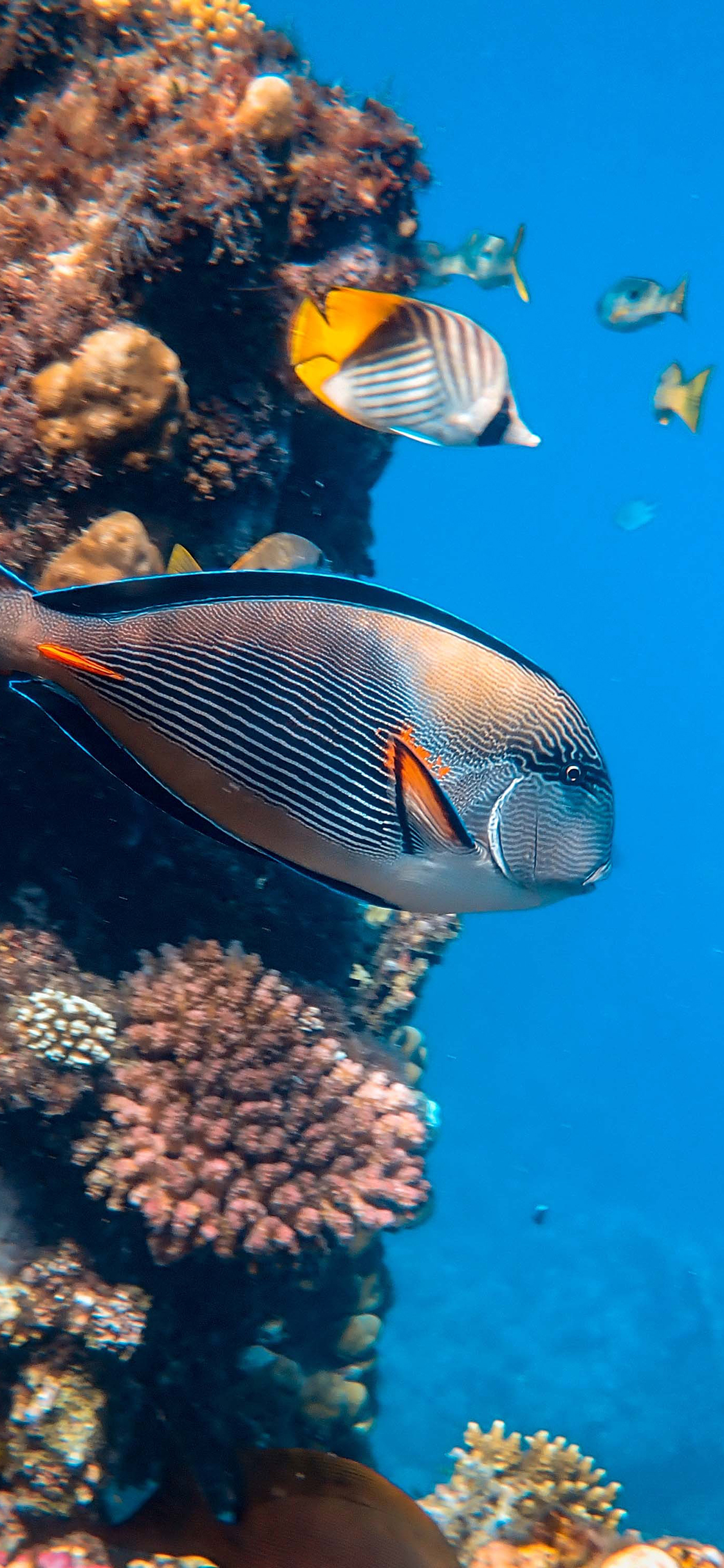 [2436×1125]海洋世界 珊瑚 海鱼 游动 苹果手机壁纸图片