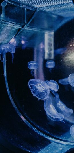 [2436x1125]海洋生物 苹果手机壁纸图片