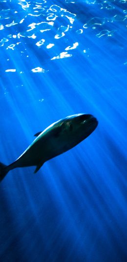 [2436x1125]海洋生物 大海 深海 鱼类 苹果手机壁纸图片