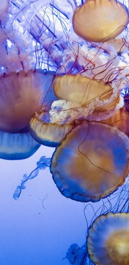 [2436x1125]海洋生物 密集 水母 浮游 苹果手机壁纸图片
