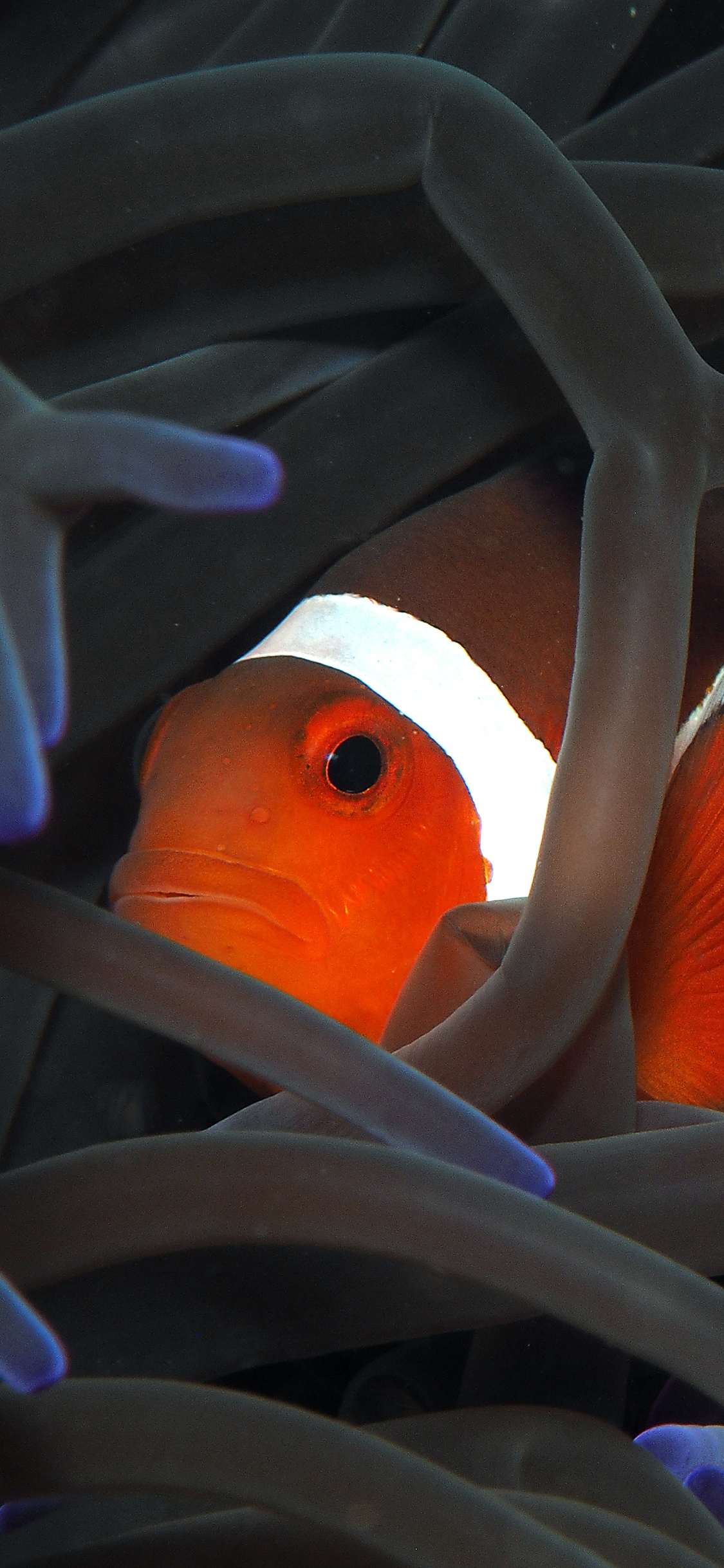 [2436×1125]海洋生物 小丑鱼 观赏鱼 珊瑚丛 苹果手机壁纸图片