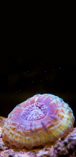 [2436x1125]海洋生物 水母 伞状 苹果手机壁纸图片