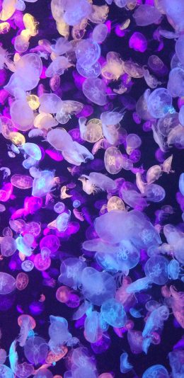 [2436x1125]海洋生物 水母 密集 海蜇 苹果手机壁纸图片