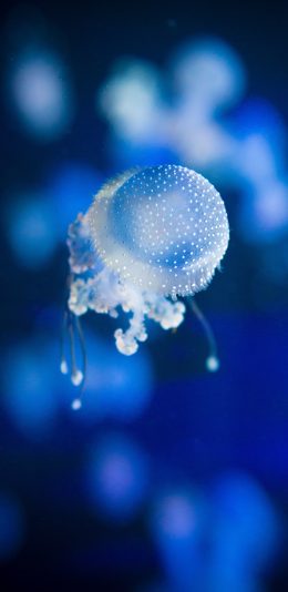 [2436x1125]海洋生物 水母 斑点 透明 苹果手机壁纸图片