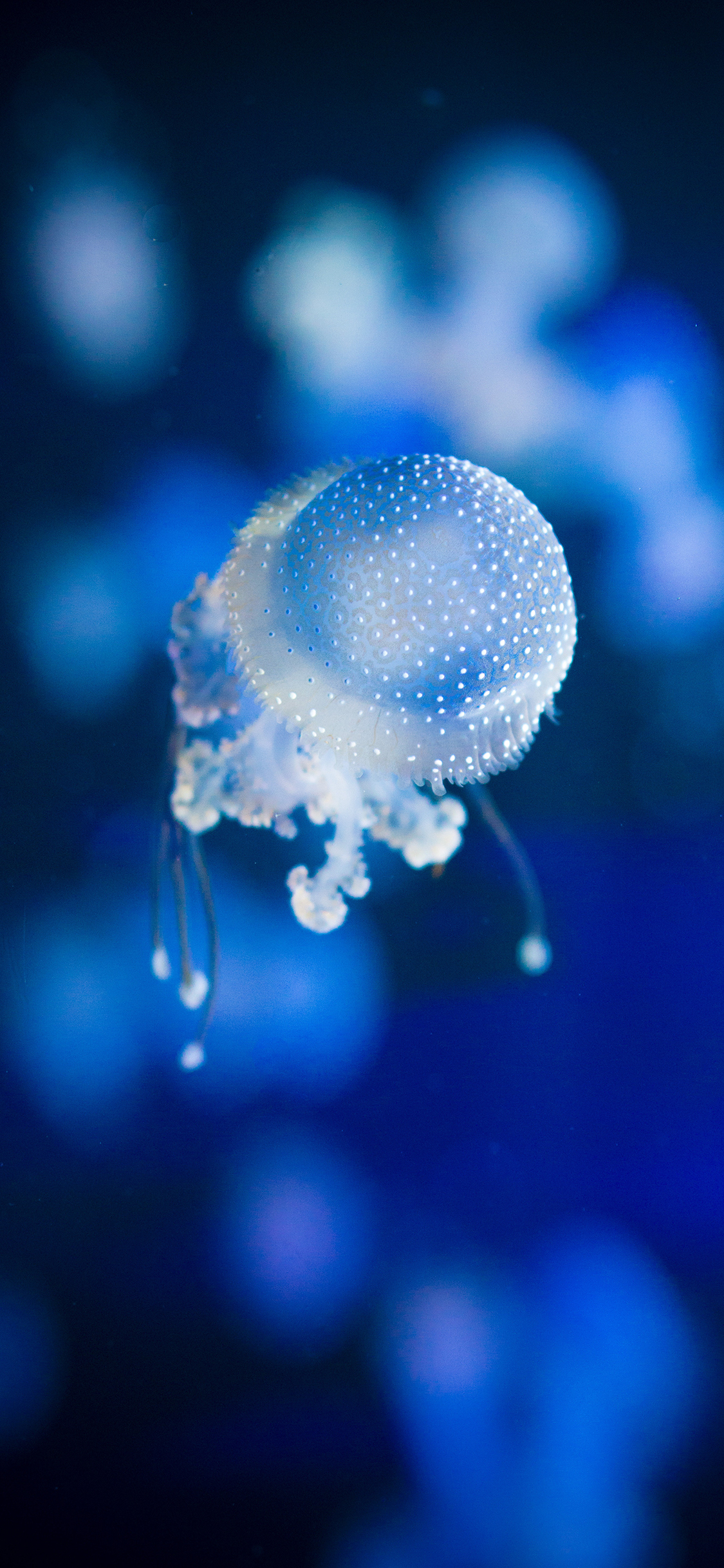 [2436×1125]海洋生物 水母 斑点 透明 苹果手机壁纸图片
