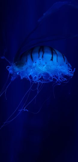 [2436x1125]海洋生物 水母 水蛰 苹果手机壁纸图片
