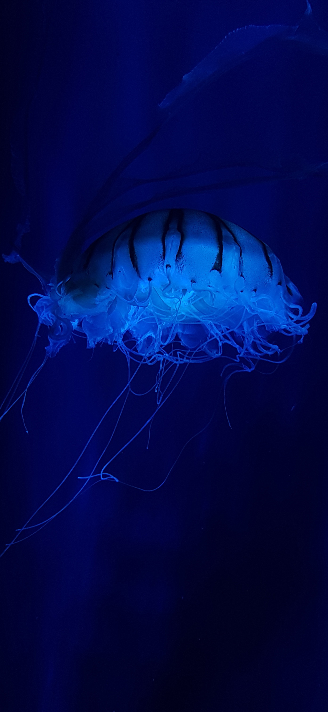 [2436×1125]海洋生物 水母 水蛰 苹果手机壁纸图片