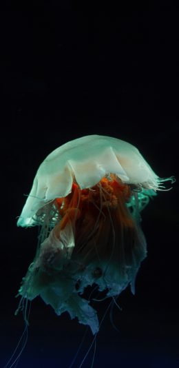 [2436x1125]海洋生物 水母 浮游 海蜇 苹果手机壁纸图片
