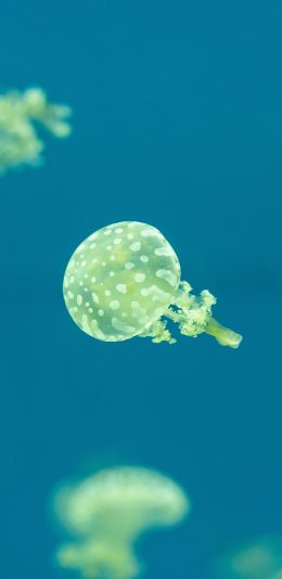 [2436x1125]海洋生物 水母 海蜇 斑点 苹果手机壁纸图片