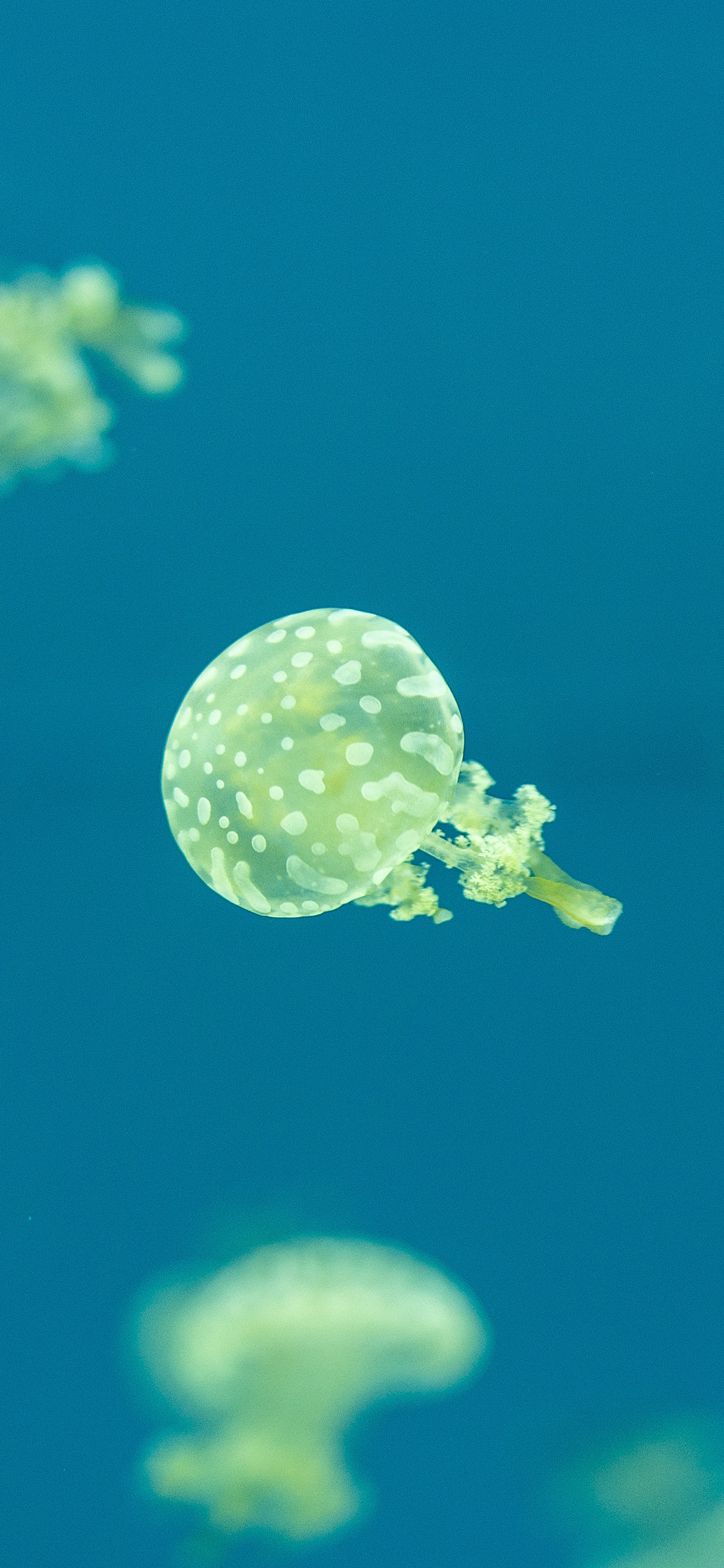 [2436×1125]海洋生物 水母 海蜇 斑点 苹果手机壁纸图片