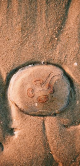 [2436x1125]海洋生物 水母 海蜇 沙滩 苹果手机壁纸图片