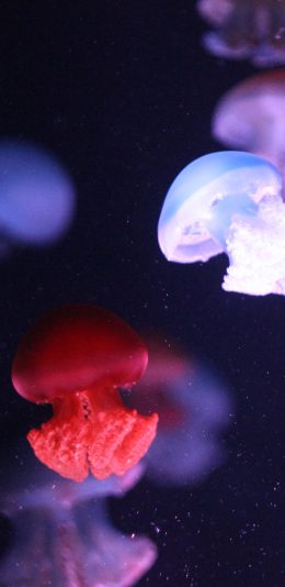 [2436x1125]海洋生物 水母 海蜇 浮游 苹果手机壁纸图片