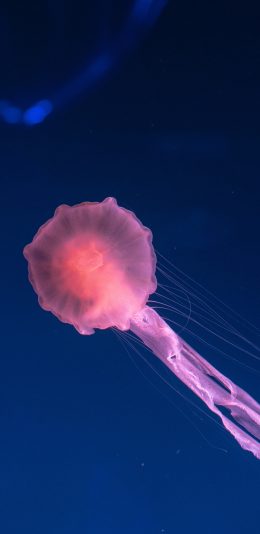 [2436x1125]海洋生物 水母 海蜇 粉色 苹果手机壁纸图片