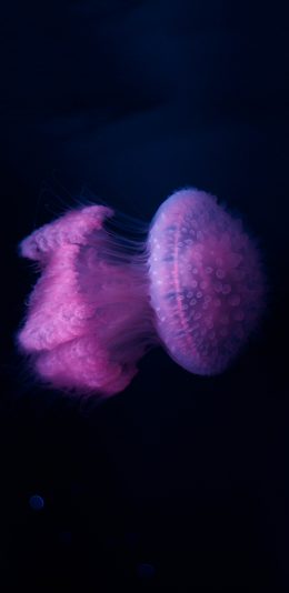[2436x1125]海洋生物 水母 海蜇 紫色 苹果手机壁纸图片