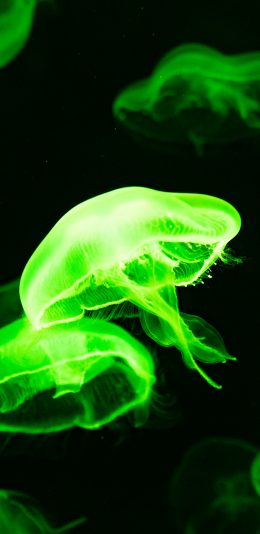 [2436x1125]海洋生物 水母 海蜇 绿色 苹果手机壁纸图片