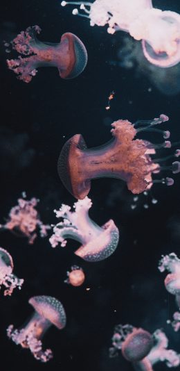 [2436x1125]海洋生物 水母 海蜇 群居 苹果手机壁纸图片