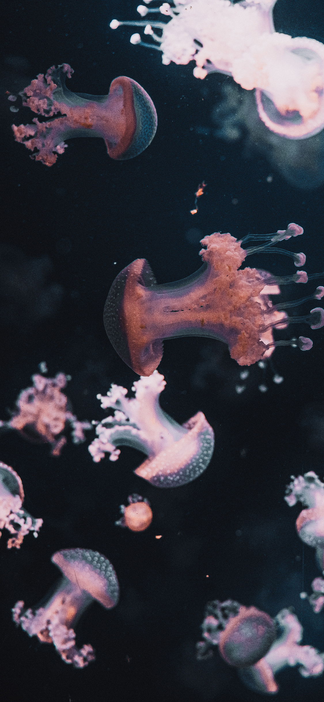 [2436×1125]海洋生物 水母 海蜇 群居 苹果手机壁纸图片
