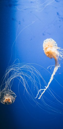 [2436x1125]海洋生物 水母 海蜇 触脚 苹果手机壁纸图片