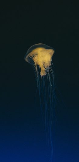 [2436x1125]海洋生物 水母 海蜇 触角 苹果手机壁纸图片