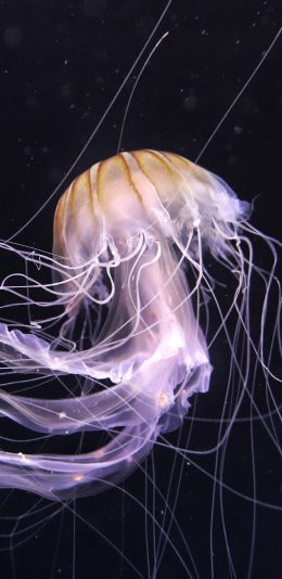 [2436x1125]海洋生物 水母 海蜇 长触脚 苹果手机壁纸图片