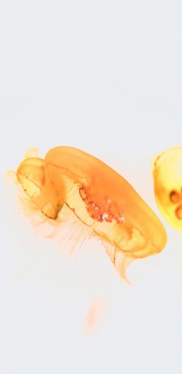 [2436x1125]海洋生物 水母 海蜇 黄色 苹果手机壁纸图片