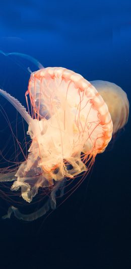 [2436x1125]海洋生物 水母 深海 漂浮 苹果手机壁纸图片