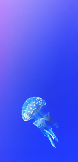 [2436x1125]海洋生物 水母 游泳 斑点 苹果手机壁纸图片