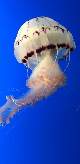 [2436x1125]海洋生物 水母 白色 苹果手机壁纸图片