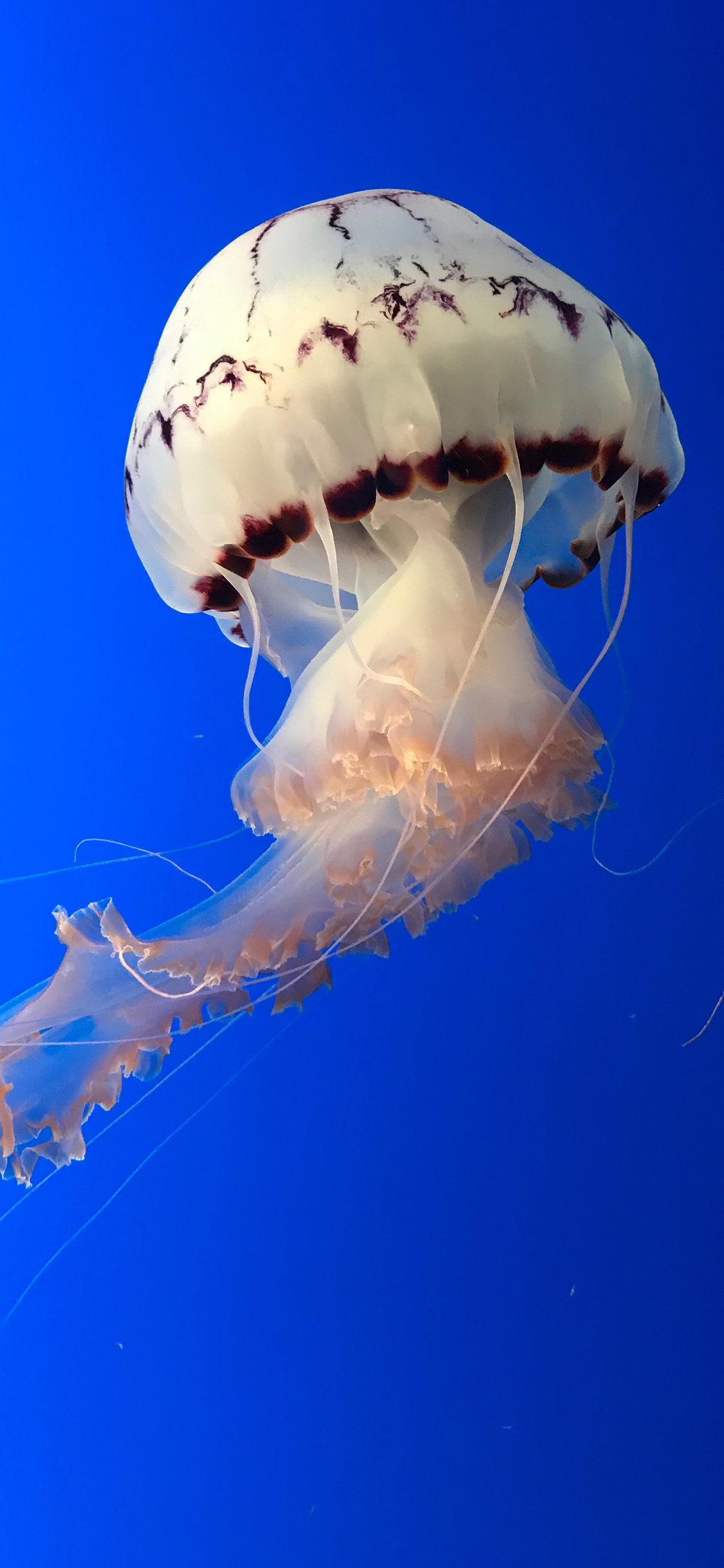 [2436×1125]海洋生物 水母 白色 苹果手机壁纸图片