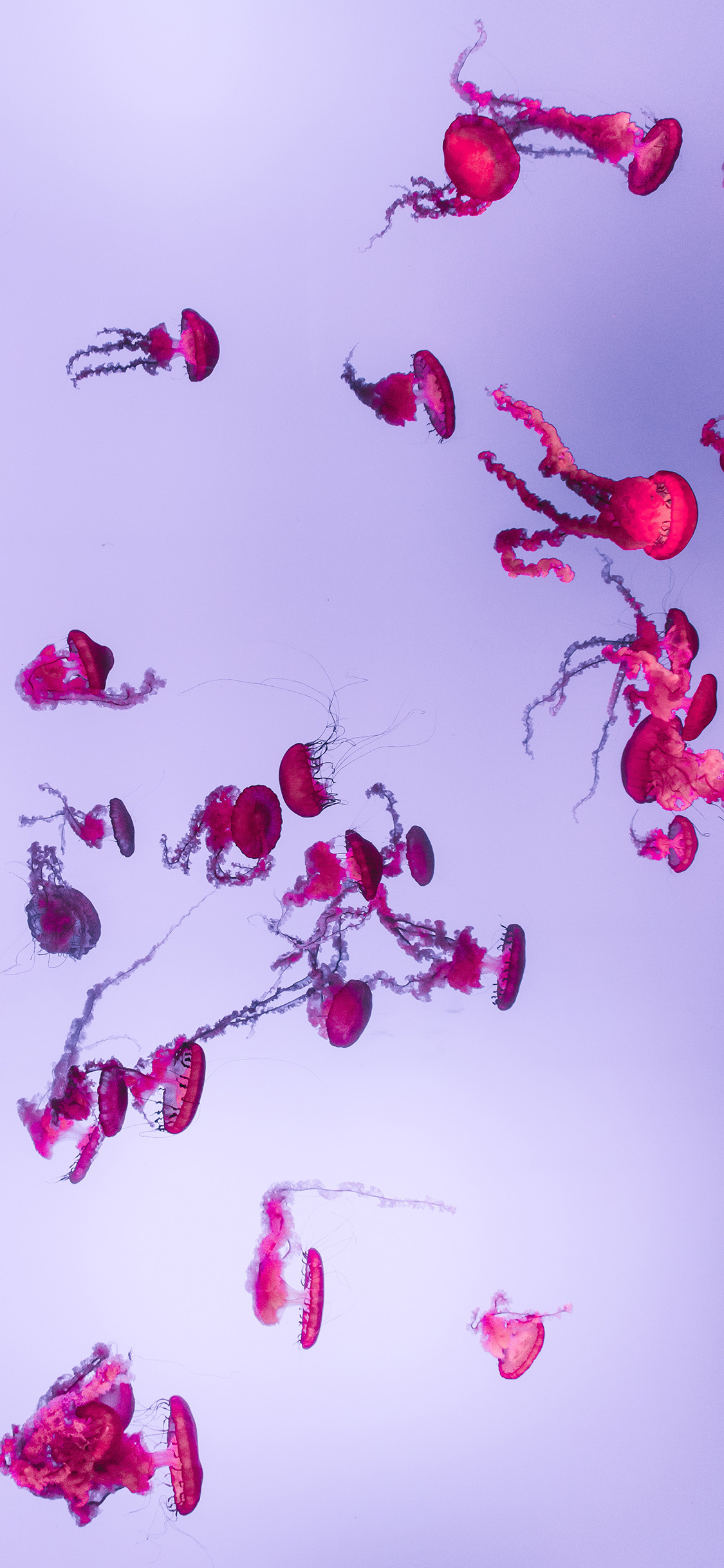 [2436×1125]海洋生物 水母 群居 粉色 迷你 苹果手机壁纸图片