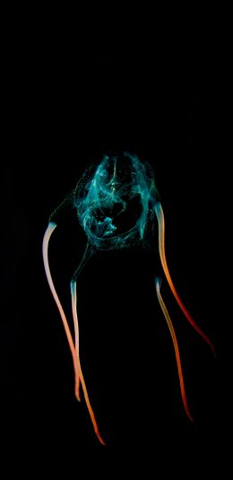 [2436x1125]海洋生物 水母 荧光 特写 苹果手机壁纸图片