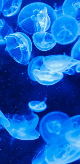[2436x1125]海洋生物 水母 蓝色 苹果手机壁纸图片