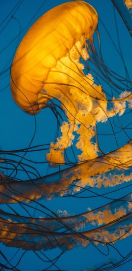 [2436x1125]海洋生物 水母 触脚 苹果手机壁纸图片