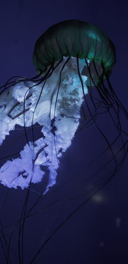 [2436x1125]海洋生物 水母 触角 海蜇 苹果手机壁纸图片