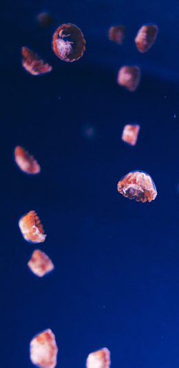 [2436x1125]海洋生物 水母 迷你 透明 苹果手机壁纸图片